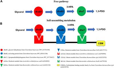 Self-Assembling Metabolon Enables the Cell Free Conversion of Glycerol to 1,3-Propanediol